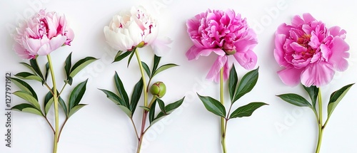 Vibrant set of lush peony blooms on pristine white background, capturing elegant floral artistry for home decor, weddings, and graphic design