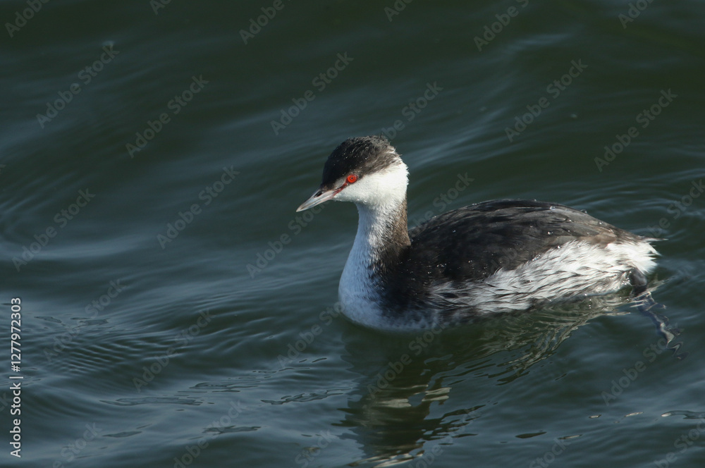 A rare Slavonian Grebe, Podiceps auritus, swimming on a lake. It has been diving down into the water hunting for food. A rare Slavonian Grebe, Podiceps auritus, swimming on a lake. It has been diving down into the water hunting for food.