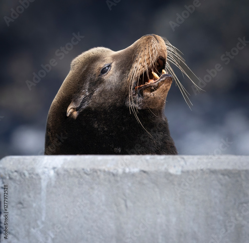 A California Sea Lion on a pier structure
