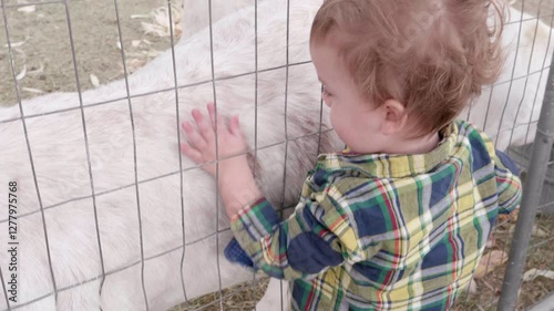 Cut Boy Petting Goat at Petting Zoo