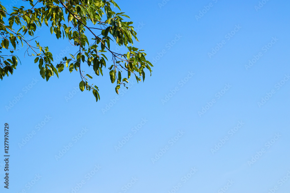 Green leaves and tree branch with clear blue sky background. Green leaves and tree branch with clear blue sky background.