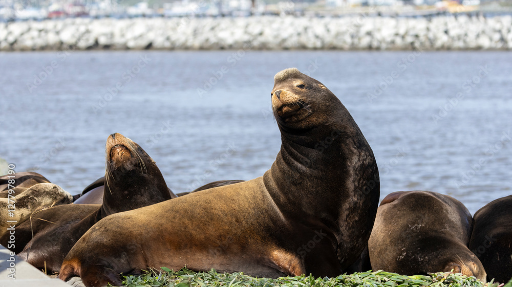 Fototapeta premium A California Sea Lion on a pier structure