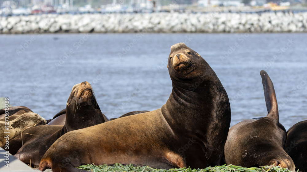 Fototapeta premium A California Sea Lion on a pier structure