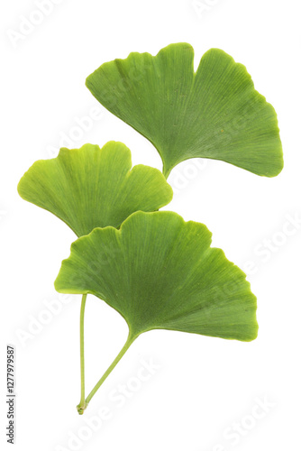 Wallpaper Mural Ginkgo leaves isolated on white background Torontodigital.ca