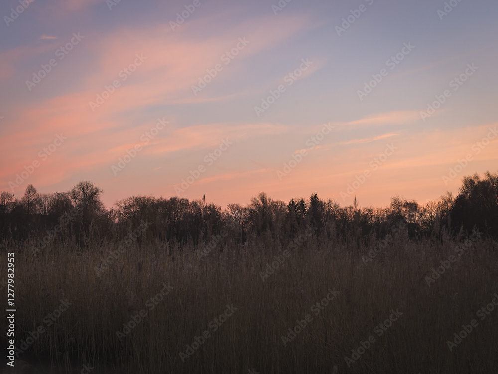 Fototapeta premium Sunrise in the park with reeds