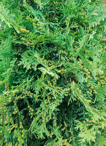 Thuja branches close-up ,natural green background