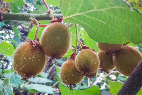 growing Fresh kiwi fruits on a tree