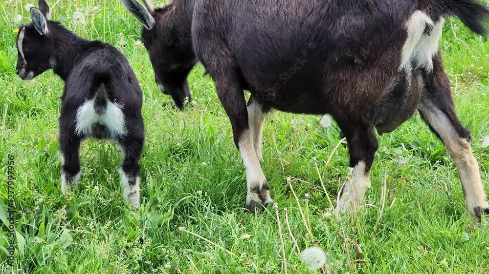Herd of cute goats grazing in meadow together in the farm eating green grass Herd of cute goats grazing in meadow together in the farm eating green grass