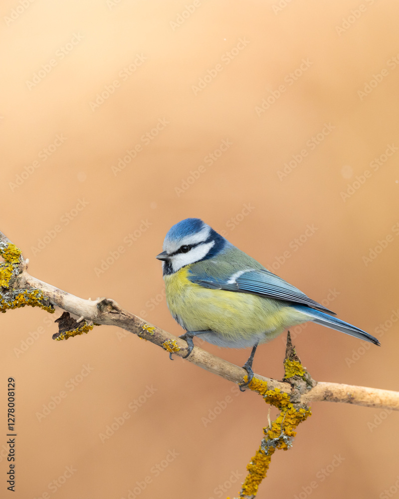 Obraz premium Bird - Blue Tit Cyanistes caeruleus perched on tree winter time small bird on blurred background Poland Europe