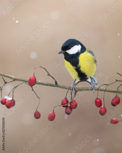 Obraz na płótnie Bird Colorful great tit ( Parus major ) perched on a hawthorn tree, photographed in horizontal, winter time, amazing background
w salonie