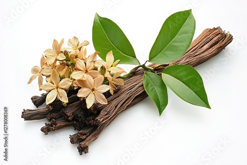 Sandalwood Blossom: Delicate White Flowers and Lush Green Leaves, Aromatic and Fragrant, Botanical Beauty, Nature's Serenity, Pure White Petals, Close-up View, Detailed Texture, Elegant Floral Design,