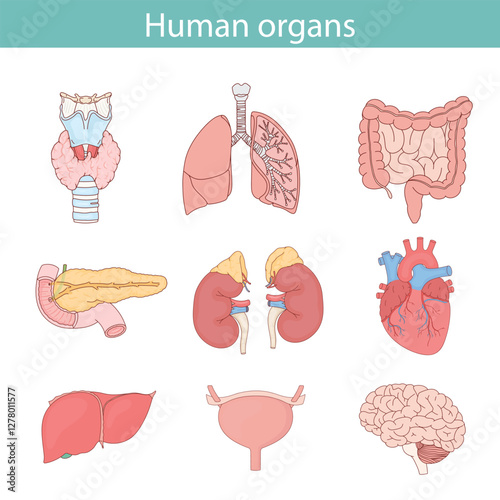 Set of hand drawn human organs