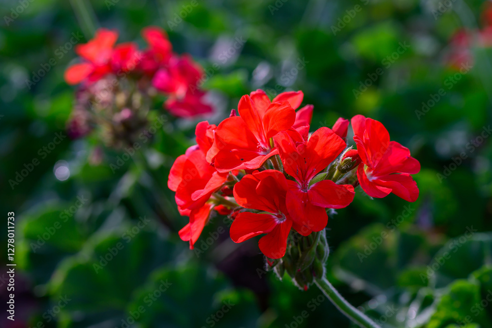 Close-up Red Geranium flowers in the inflorescence on a green background. Close-up Red Geranium flowers in the inflorescence on a green background.