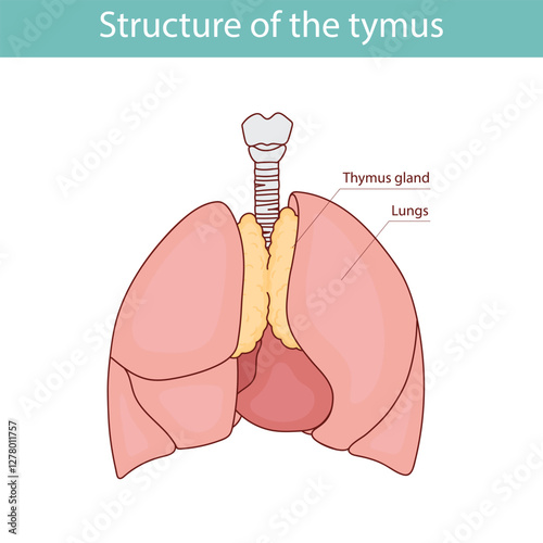 anatomical illustration of the human thymus. hand drawn vector illustration.