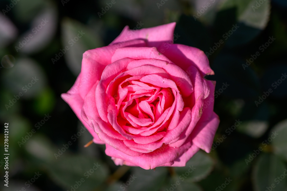 Close-up Pink Spray Rose flower blooming in the garden. Close-up Pink Spray Rose flower blooming in the garden.