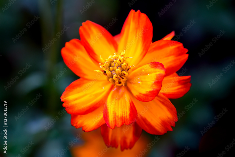 Close-up Orange Mexican aster or Cosmos flower blooming in the garden, Family Asteraceae. Close-up Orange Mexican aster or Cosmos flower blooming in the garden, Family Asteraceae.