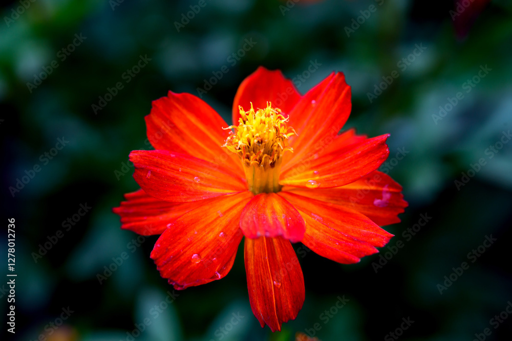 Close-up Orange Mexican aster or Cosmos flower blooming in the garden, Family Asteraceae. Close-up Orange Mexican aster or Cosmos flower blooming in the garden, Family Asteraceae.