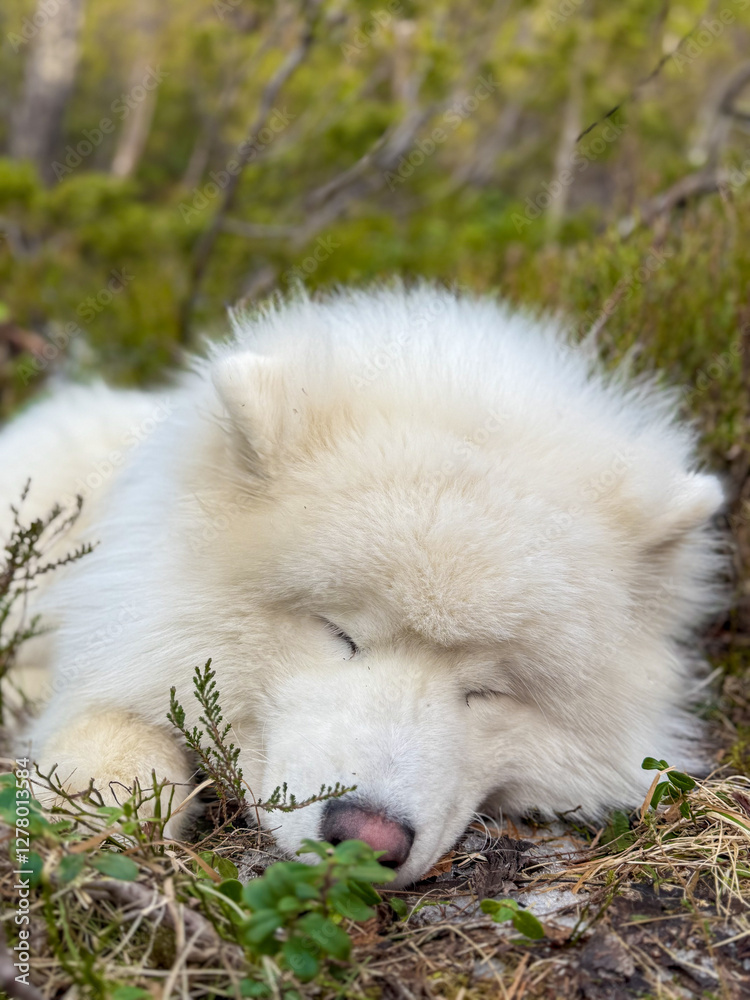 Obraz premium Sleeping dog in Norway's nature