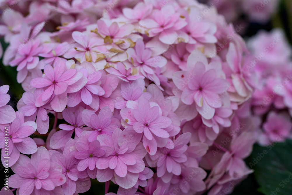 Fototapeta premium Close up view of beautiful Blooming Hydrangeas in the garden.