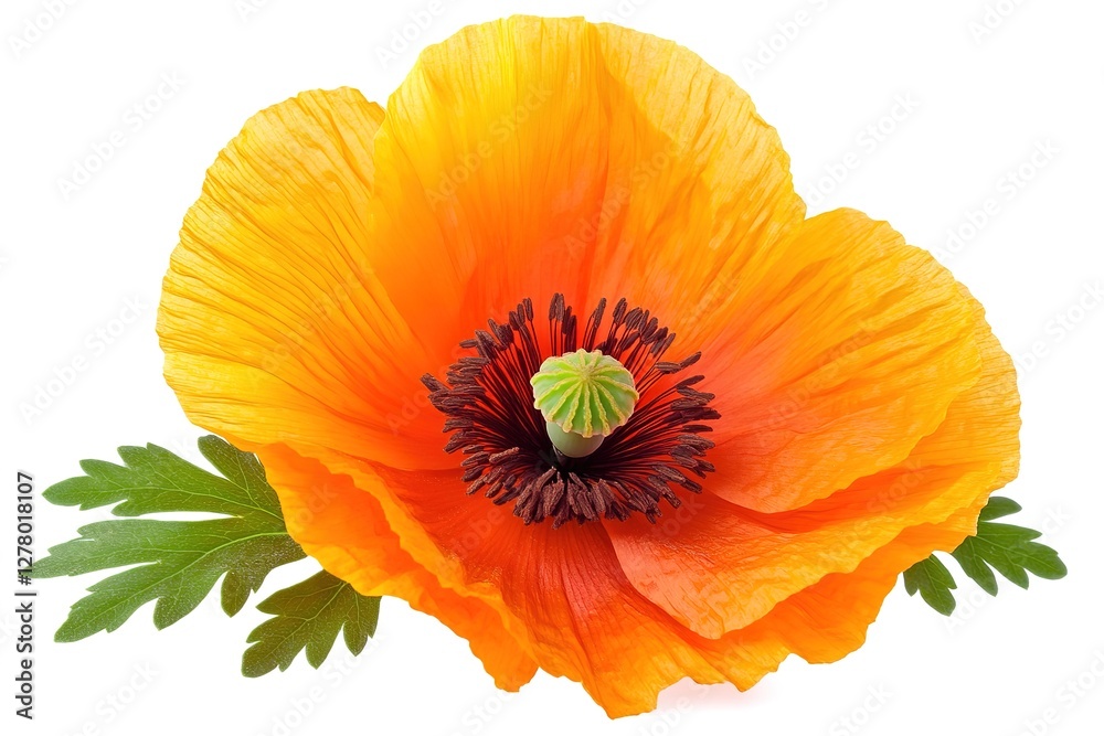 Vibrant Yellow Coral Poppy Flower Close-Up: A Stunning Floral Macro Photograph Showcasing Delicate Petals, Vivid Hues, and Lush Green Foliage. Perfect for spring, summer, nature, botanical, floral Vibrant Yellow Coral Poppy Flower Close-Up: A Stunning Floral Macro Photograph Showcasing Delicate Petals, Vivid Hues, and Lush Green Foliage. Perfect for spring, summer, nature, botanical, floral