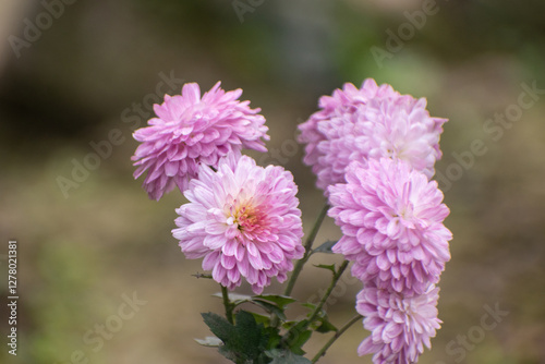 Beautiful Chrysanthemum Morifolium Flowers Blooming in a Garden Setting. photo