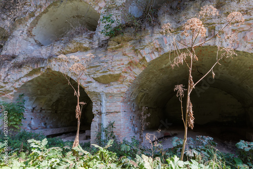 Dry umbrella plant stems against arched brick premises in fortress photo