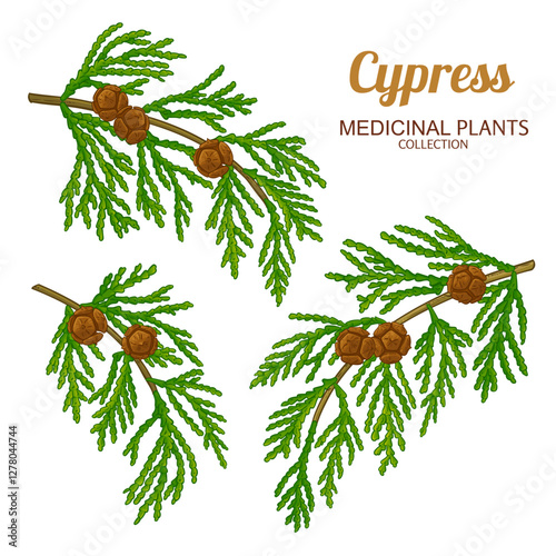 Cypress Branch with Cones and Leaves Colored Detailed Illustration. Essential oil ingredient for aromatherapy, health care, alternative medicine. Vector isolated for design or decoration.