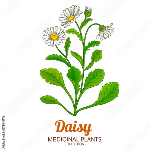 Daisy Plant with Flowers and Leaves Colored Detailed Illustration. Essential oil ingredient for aromatherapy, health care, alternative medicine. Vector isolated for design or decoration.