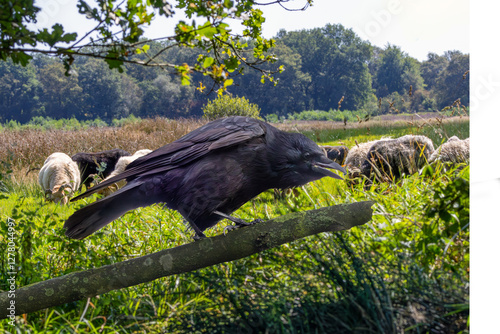 Wallpaper Mural Close Up of Carrion Crow, Corvus corone, in a threatening intimidating pose on a bare branch against the background  a herd of Drenthe heath sheep Torontodigital.ca