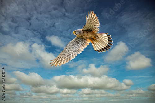 Wallpaper Mural Closeup of a male Kestrel, Falco tinnunculus, hovering with its wings spread wide, backlit against a background of blue sky and cloud streets with cumulus clouds Torontodigital.ca