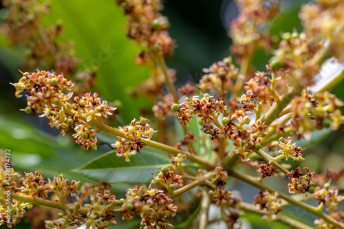 Mango flower clusters and young mangoes on the mango tree