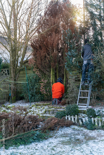 Wallpaper Mural 2 landscape gardeners clearing problem trees in the garden. A dry thuja conifer is cut down, another conifer is pruned. It is winter. Torontodigital.ca