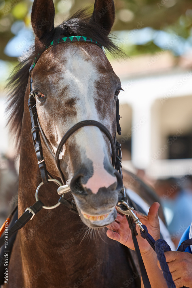 Race horse head detail. Purebred in the hippodrome. Turf