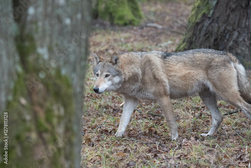 grey wolf
