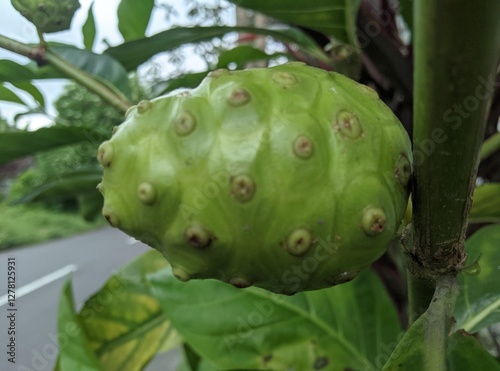 prickly pear cactus
