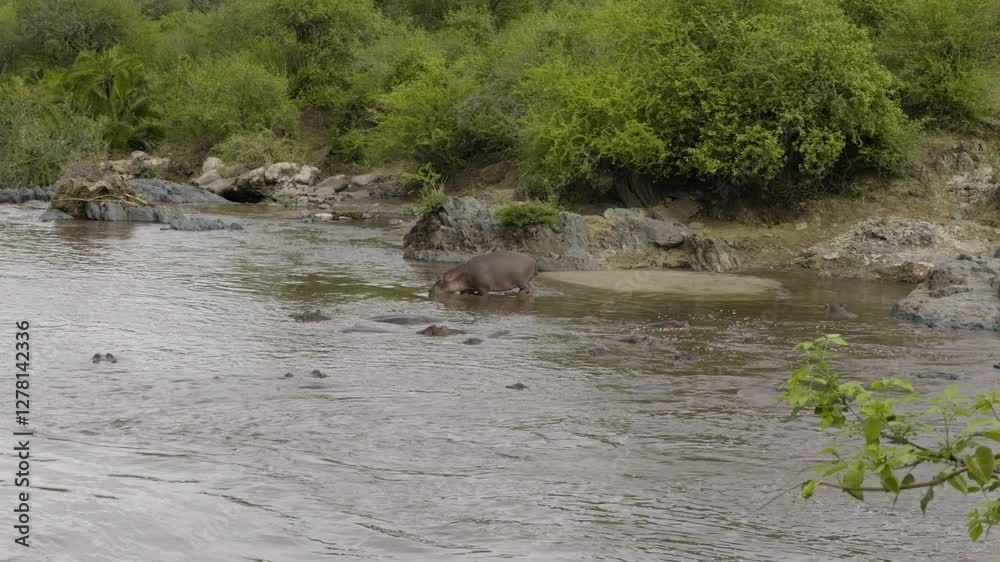 A hippo rests by the river, surrounded by lush greenery, capturing a peaceful Serengeti moment A hippo rests by the river, surrounded by lush greenery, capturing a peaceful Serengeti moment