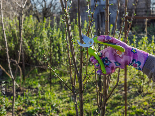 Female gardener with a pruner shears the peach tree.