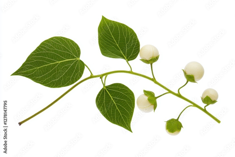 Fototapeta premium White berries on green branch isolated with leaves