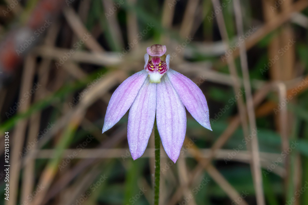 Fototapeta premium Pink Orchid (Caladenia sp.) in Natural Habitat