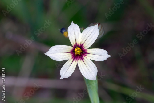 Blue Pigroot (Sisyrinchium micranthum) Close-up photo