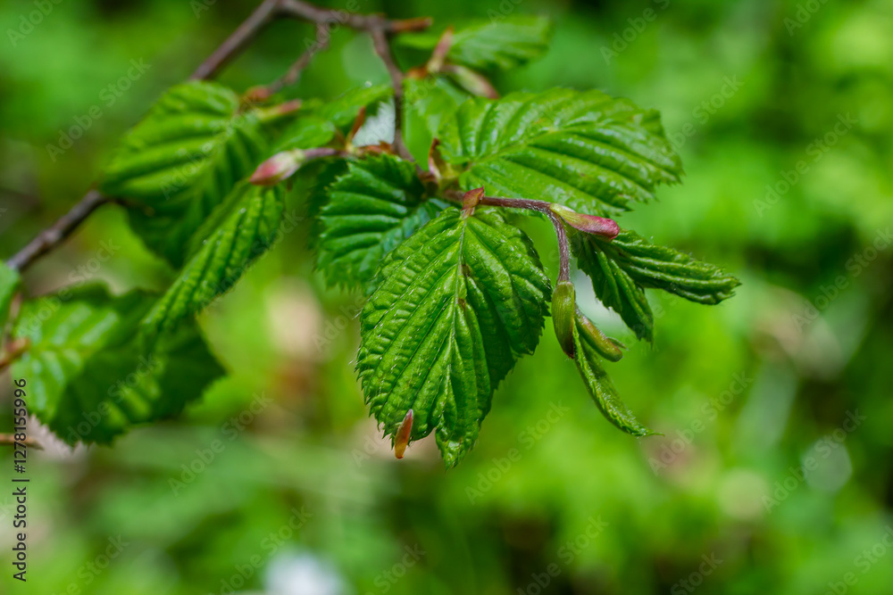 Fresh leaves of carpinus betulus in spring. Common hornbeam Fresh leaves of carpinus betulus in spring. Common hornbeam