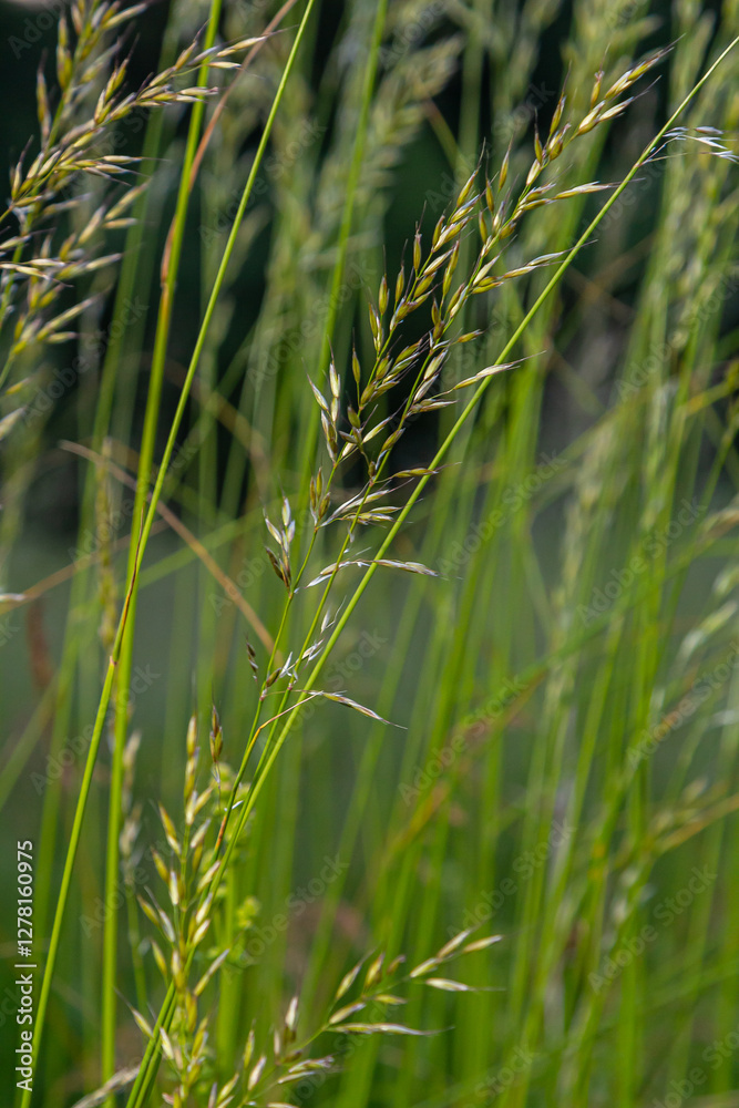 Obraz premium Calamagrostis arundinacea is a species of bunch grass in the family Poaceae, native to Eurasia, China and India. closeup of weeds of tropical mountains. Wild grass wallpaper. Weeds. nature grass