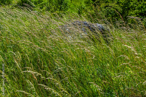 Poa trivialis rough bluegrass, rough-stalked meadow-grass or rough meadow-grass, is perennial plant regarded in US as ornamental plant. It is part of grass family photo