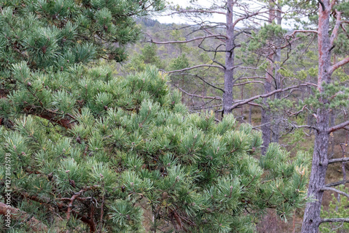 
two pine trees in a forest landscape, one with a thick crown of needles in the foreground and the other with a thinner trunk and branches in the background.