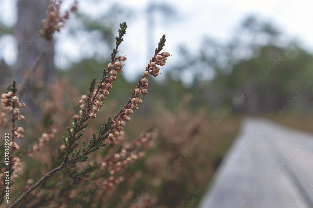 close-up of a heather bush with small flowers and a blurred view of a wooden boardwalk in the background.
close-up of a heather bush with small flowers and a blurred view of a wooden boardwalk in the background.