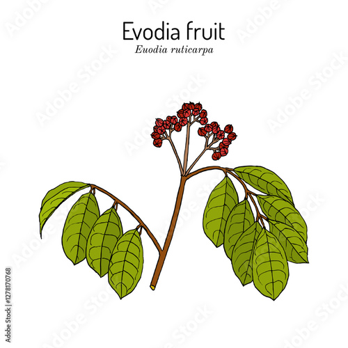 Evodia fruit (Evodia ruticarpa or Tetradium ruticarpum), edible and medicinal plant. Hand drawn botanical vector illustration