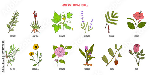 Plants with cosmetic uses, vector collection. Hand drawn botanical illustration