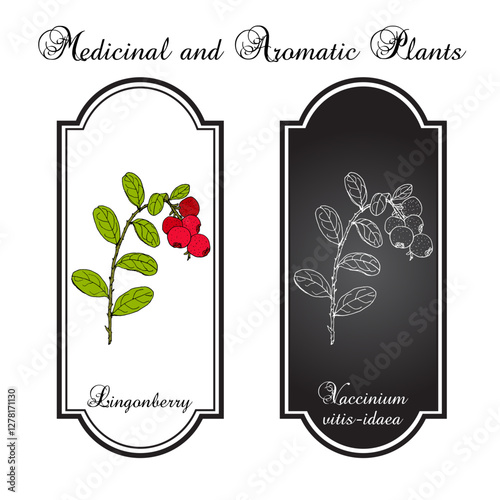 Lingonberry or cowberry (Vaccinium vitis-idaea), edible and medicinal plant. Hand drawn botanical vector illustration