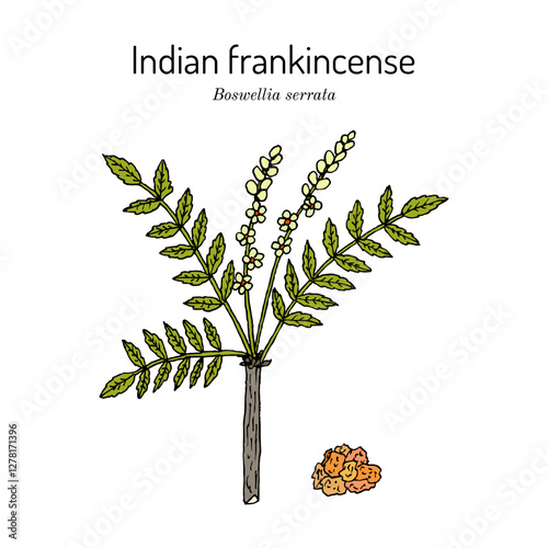 Indian frankincense or salai guggal (Boswellia serrata), medicinal plant. Hand drawn botanical vector illustration