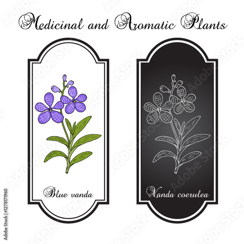 Blue vanda or autumn ladys tresses (Vanda coerulea), medicinal plant. Hand drawn botanical vector illustration